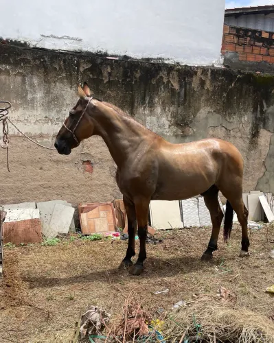 Cavalo Campolina 