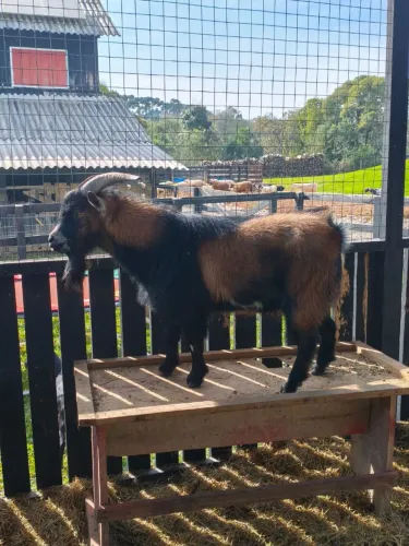 Vêndo mini cabrito macho
