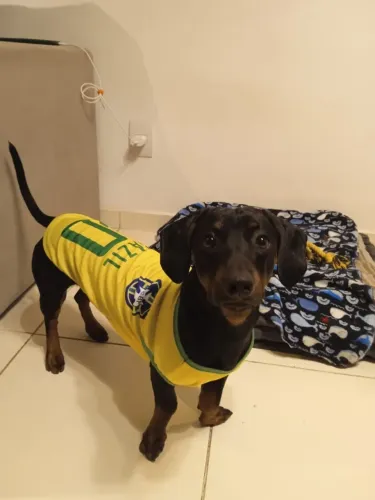 CACHORRO Dachshund