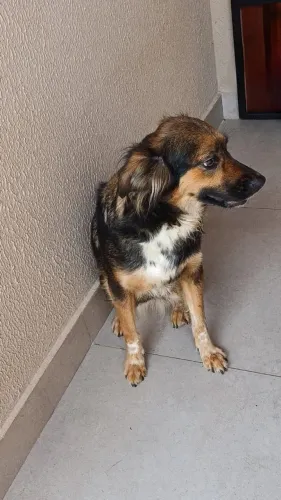 Cadela para doação em Lagarto