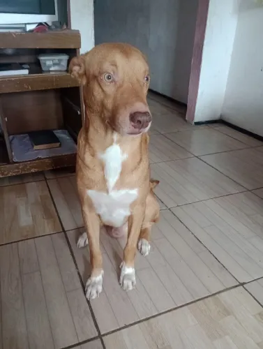 Doando cachorro 