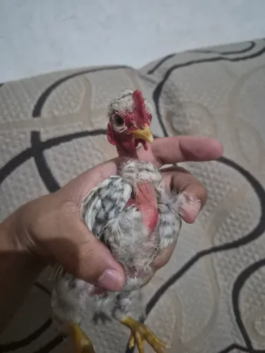 Mini garnize