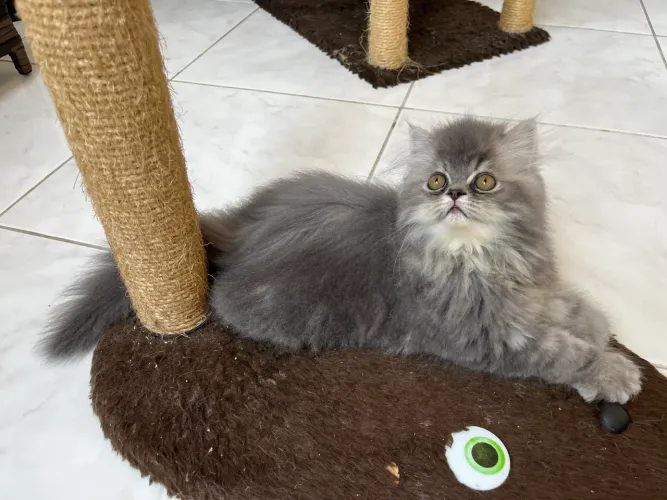 Gato Persa