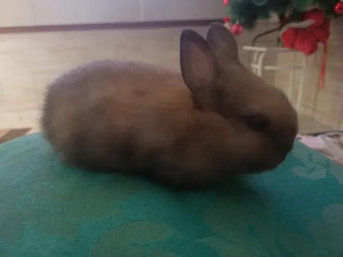 Filhotes de Netherland 