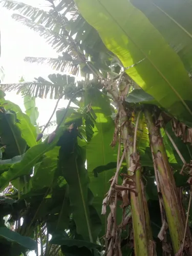 Muda de banana  pra retirar 