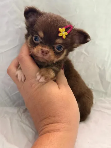 Chihuahua pelo longo femea chocolate com olhos azuis