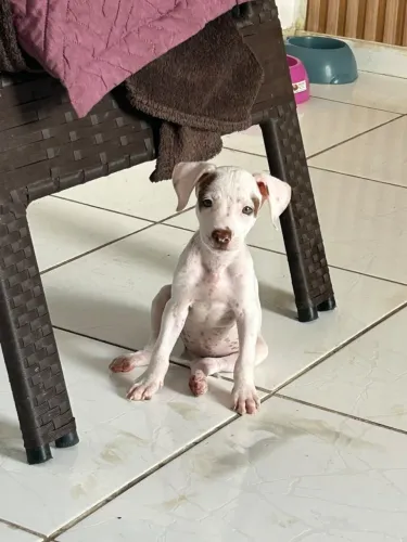 Pitbull