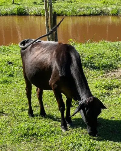 Fazendinha com 5,3 Alqueires, Lagos, Nascentes e Escritura Excelente Oportunidade!