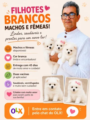 Spits alemão anão lulu da palmerania branco 