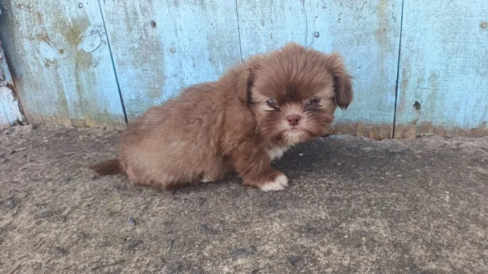 Vendo filhote de shitzu Mini chocolate claro 