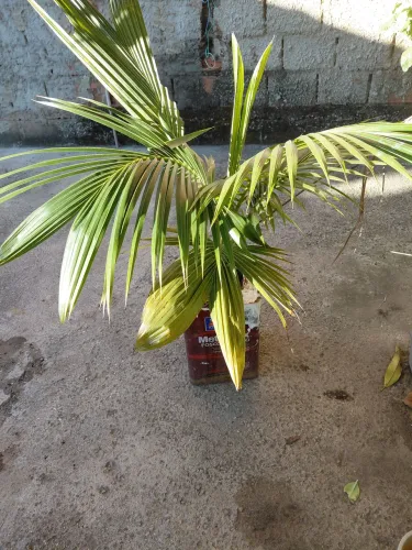 2 pede coco 