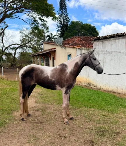 Égua mangalarga 