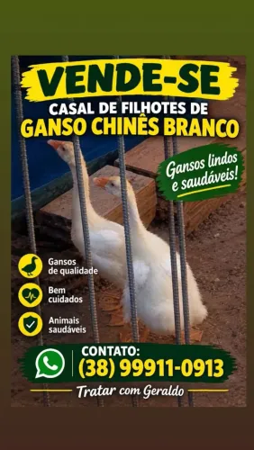 Gansos sinaleiros à venda