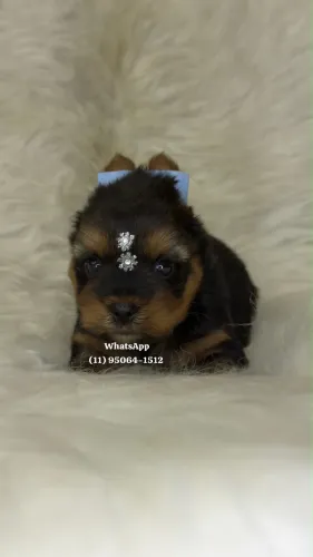 Príncipes de Yorkshire Terrier á pronta entrega