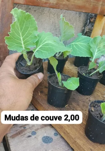 Mudas de couve já erraisada