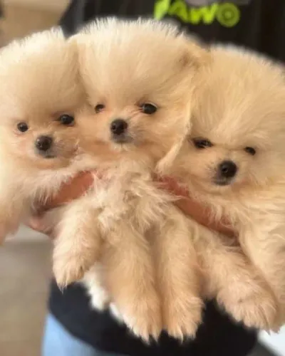 Lulu Da Pomerania Anão, Spitz Alemão Anão