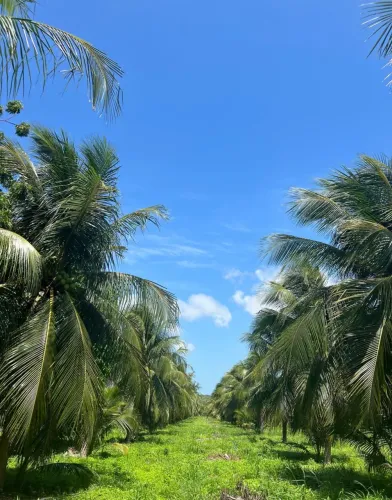 Vende-se sítio com plantação de coco IguaÍba, Paço do Lumiar - MA