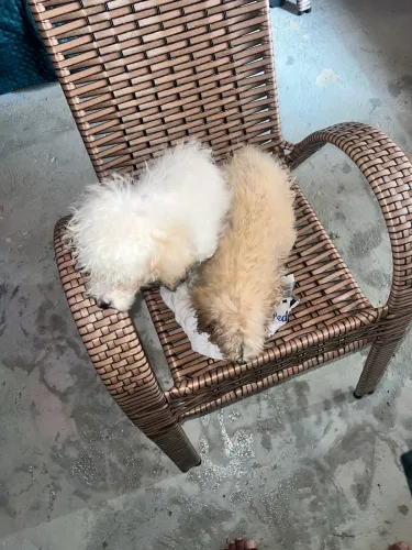 Poodle