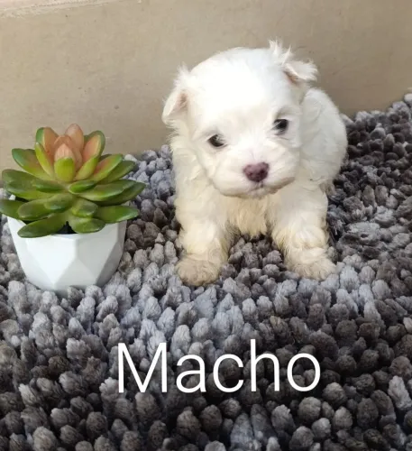 Vendo lindos filhotes de Maltês 