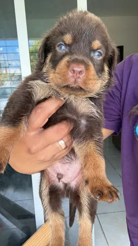 Red RottWeiler