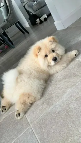 Chow Chow O tipo de amor que acompanha você em todos os dias