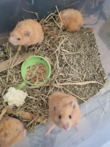 Hamster sírio 