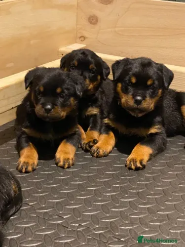Filhotes rottweiler dócil e saudável de ótima genética selecionada