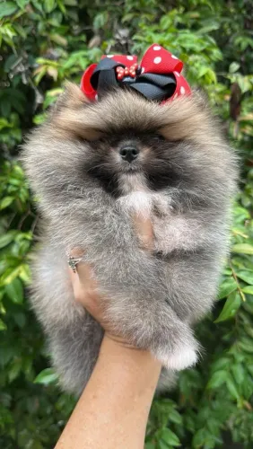 Lulu da Pomerânia 