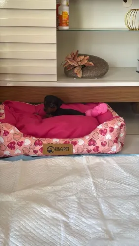 Pinscher Zero