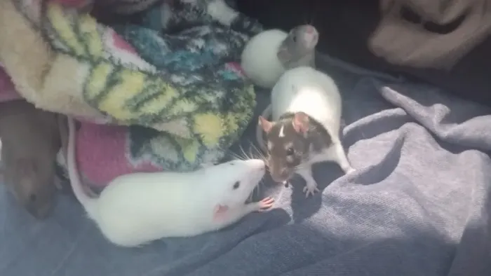 Filhotes De Ratinho Twister