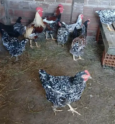 Vendo ovos de gsb balão pura 