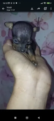 Filhote macho de pincher zero