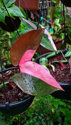 Mudas de Plantas: Aglaonema 