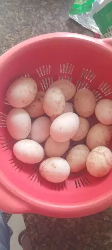 Ovos de marreco!