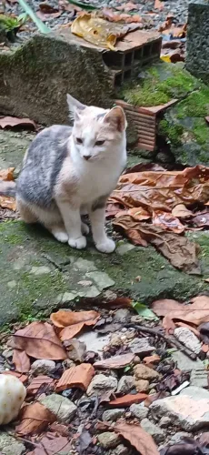 Doação gato