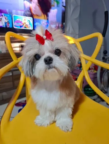 Cachorro Shitzu desaparecida em chácara em Bela Vista de Goias