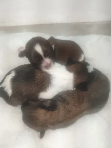 Lindo filhote de Shih Tzu para reseeva