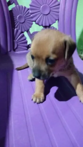 Estou vendendo quatro cachorros 3 fêmea e um macho pinscher 2