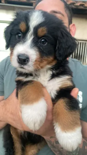 Bernese