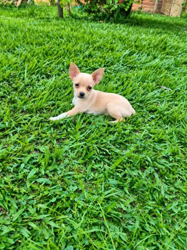 Pinscher (fêmea e macho)