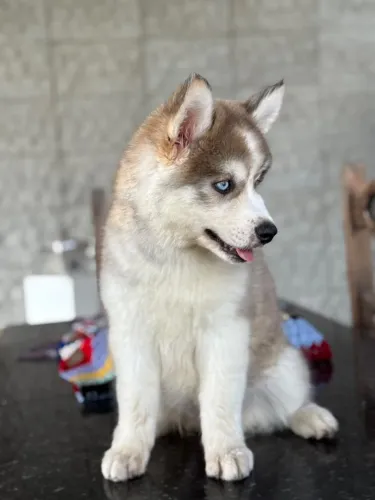 Lindos filhotes de Husky siberiano