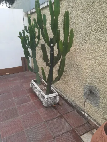 Mudas de cactus mandacaru com 1m. De altura  