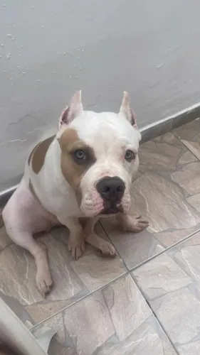 Cachorro pitbull