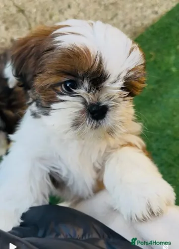 Cachorro filhote shih tzu/shitzu dócil e brincalhão com saúde atestada