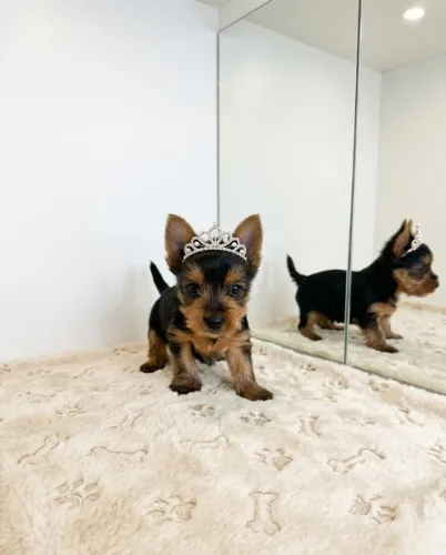 Yorkshire Terrier Feminina Super Delicada