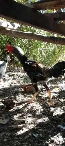 Galos novos