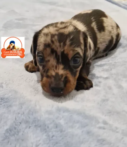 Dachshund . Canil legalizado.  Entrego e parcelo no cartão 