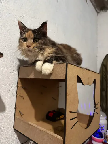 GATA BICOLOR MAINE COON PRENHA 1 ano e meio sou de Ferraz