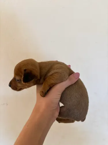 Filhotes de Pinscher