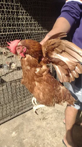 Galinha 